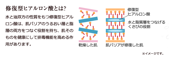 修復型ヒアルロン酸とは? 水と油双方の性質をもつ修復型ヒアルロン酸は、肌バリアのうるおい層と脂層の両方をつなぐ役割を持ち、肌そのものを健康にして排毒機能を高める作用があります。